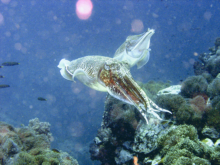 Cuttlefish