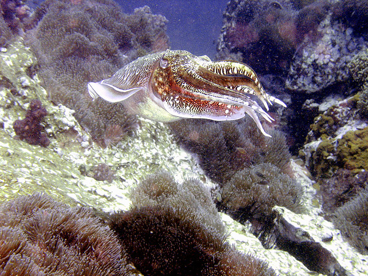 Cuttlefish