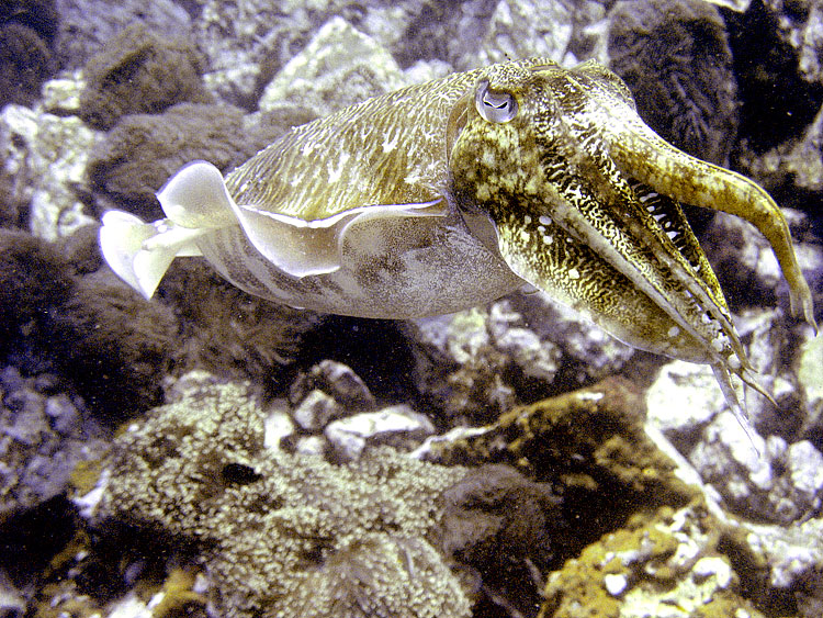 Cuttlefish