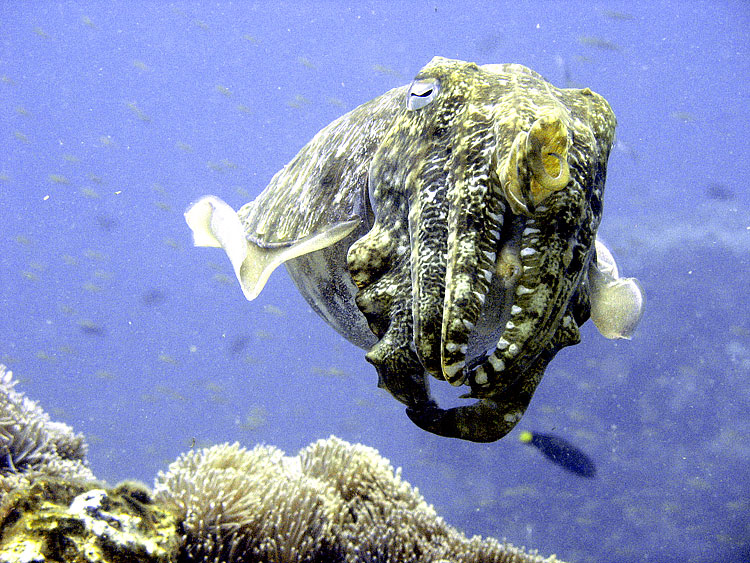 Cuttlefish