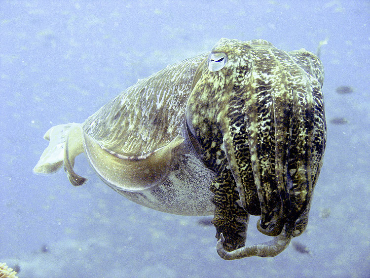 Cuttlefish