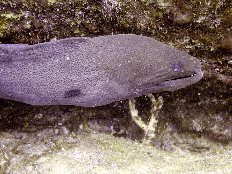 Moray Eel