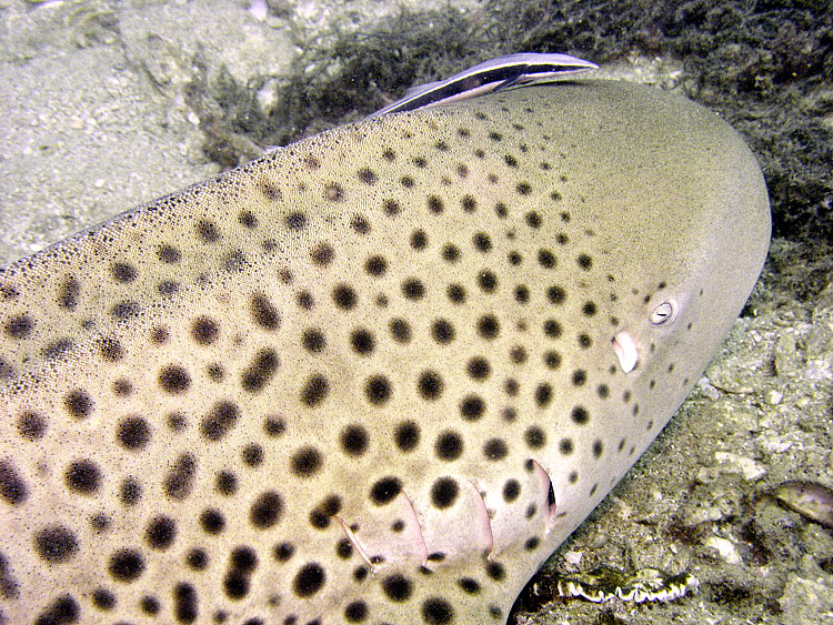 Leopard Shark, Zebra Shark