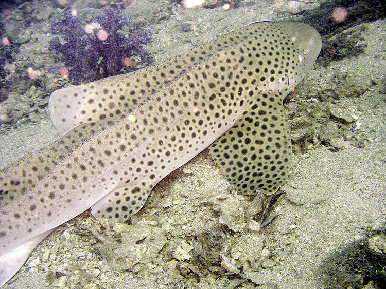 Leopard Shark, Zebra Shark