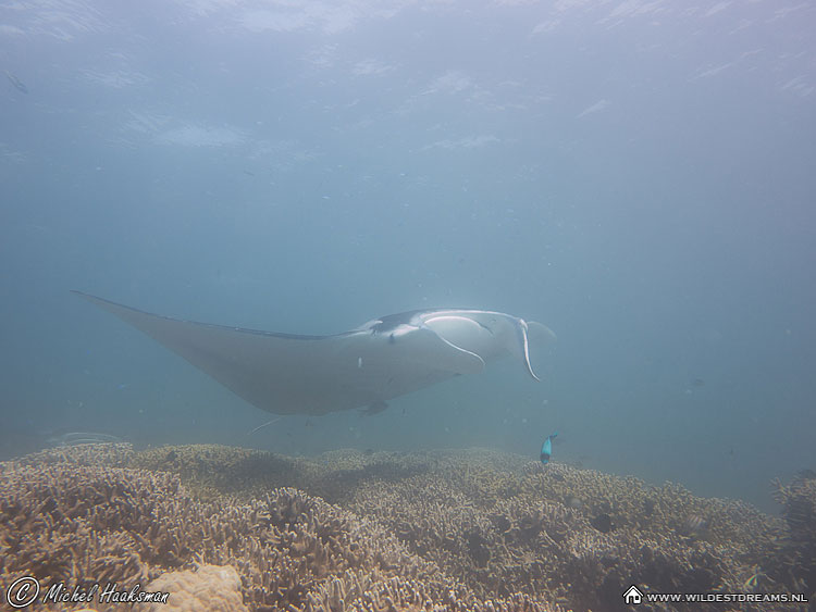 Manta Ray