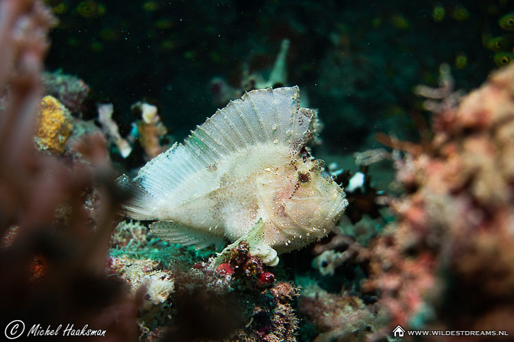 Leaf Scorpionfish, Paperfish, Scorpionfish, Taenianotus Triacanthus