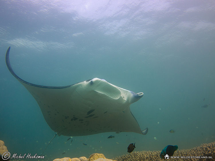 Manta Ray