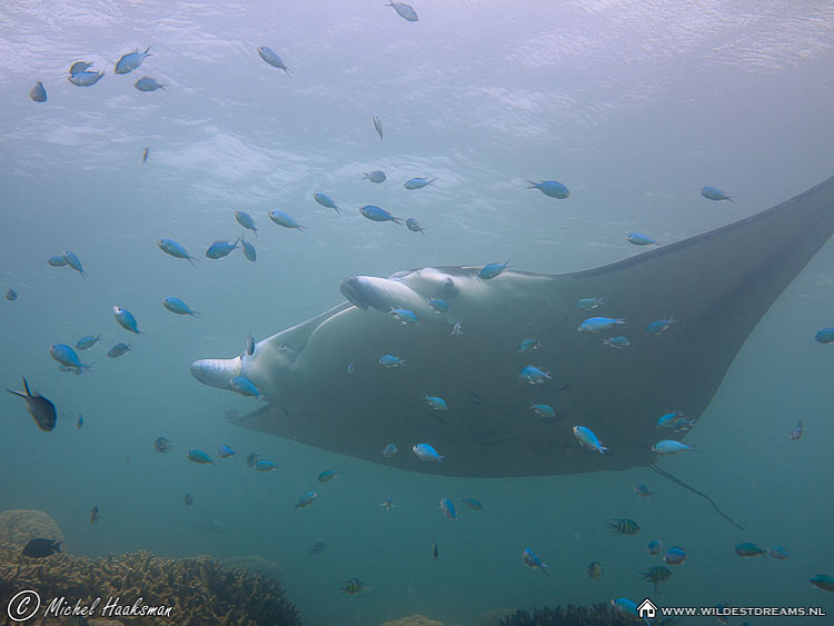 Manta Ray