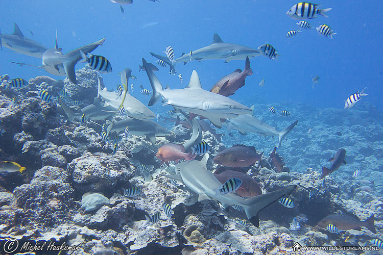 Carcharhinus Amblyrhynchos, Gray Reef Shark, Shark