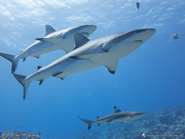 Blacktip Reef Shark, Carcharhinus Amblyrhynchos, Carcharhinus Melanopterus, Gray Reef Shark, Shark