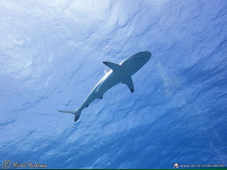 Carcharhinus Amblyrhynchos, Gray Reef Shark, Shark