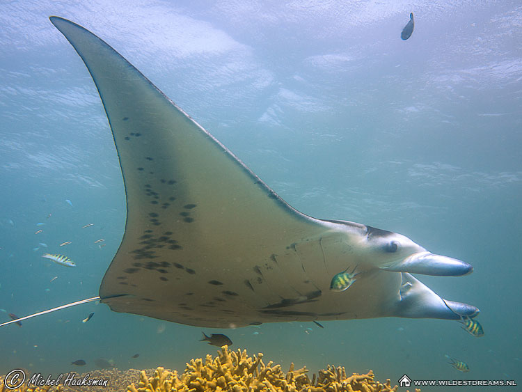 Manta Ray