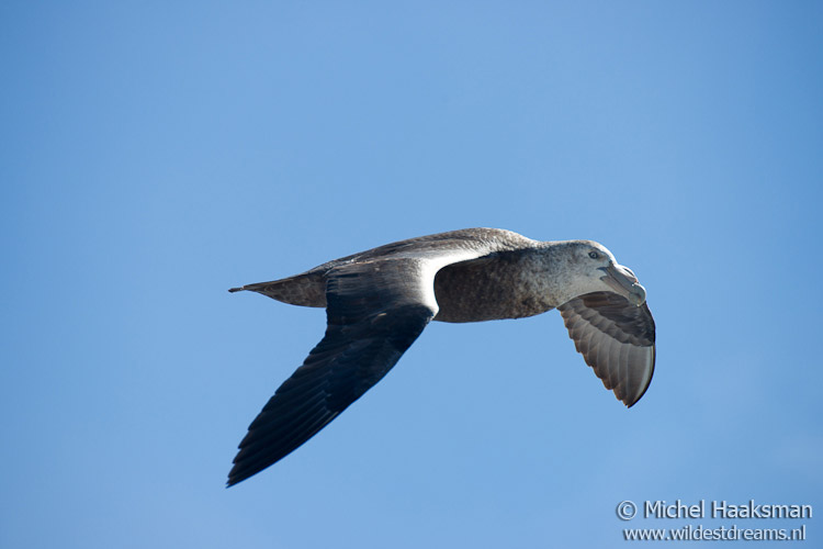 shooting bird in flight