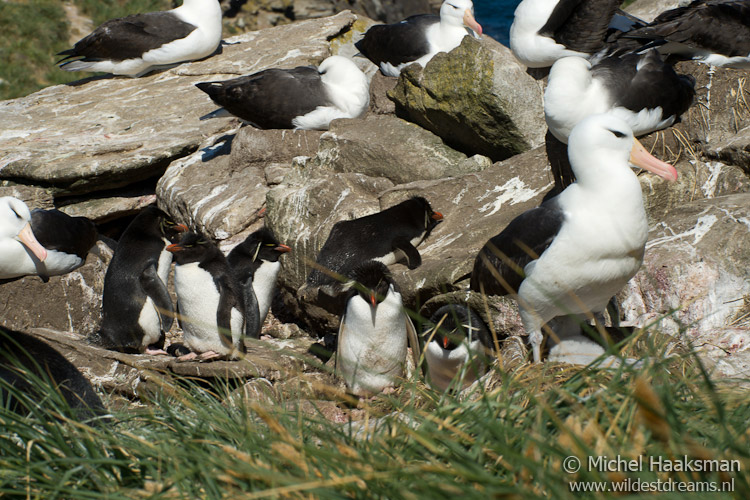 penguin and albatross colony