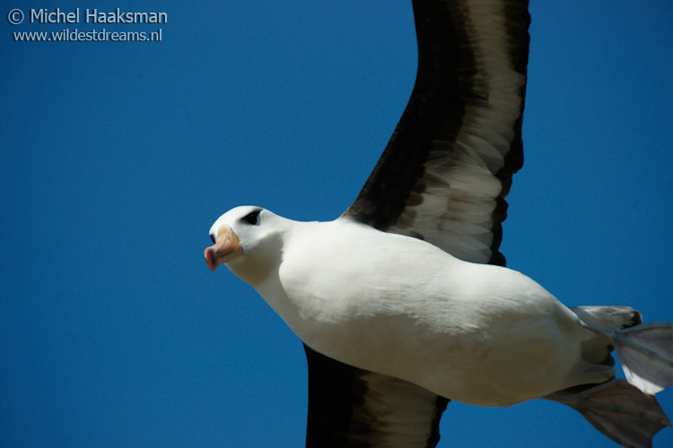 Black-browed Albatross