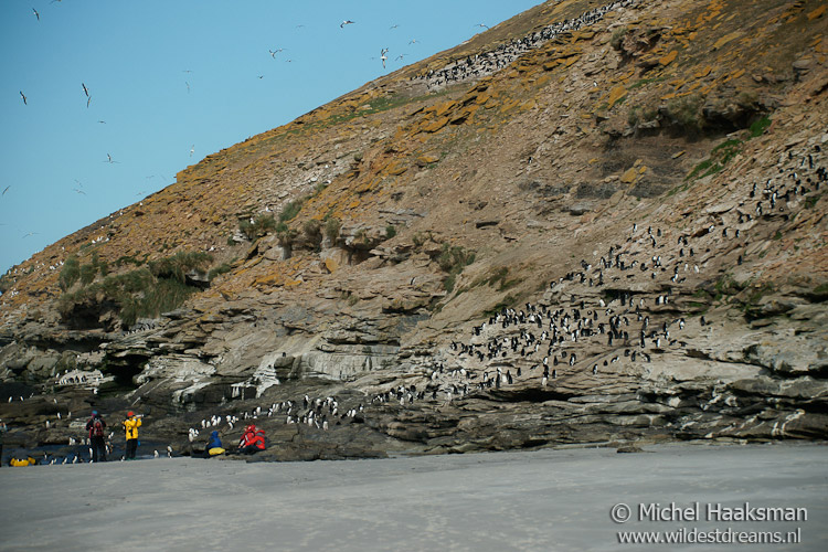 Hill of penguins