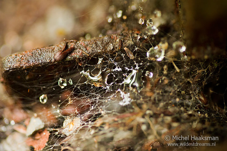spider web with water drops on a rusty trolly