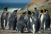 penguins