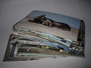 pile of photos