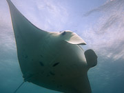 Manta Ray Video